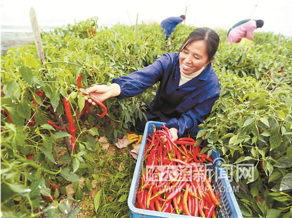 东北冬天大棚辣椒种植技术(冬天北方大棚辣椒种植技术)