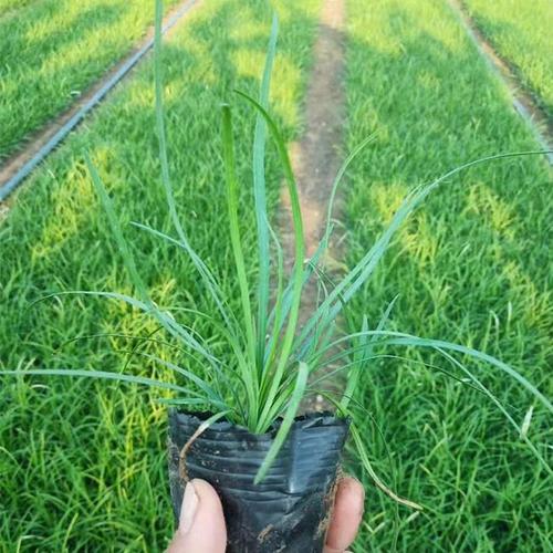 黑麦冬的种植技术(麦冬种植技术)