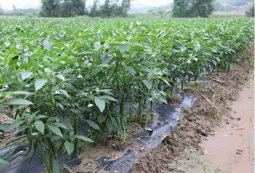 地膜辣椒种植栽培技术(露地辣椒地膜覆盖种植)