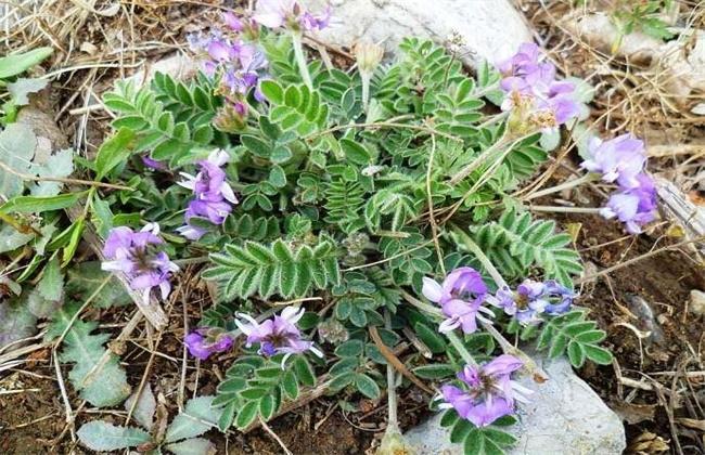 紫花地丁种植技术