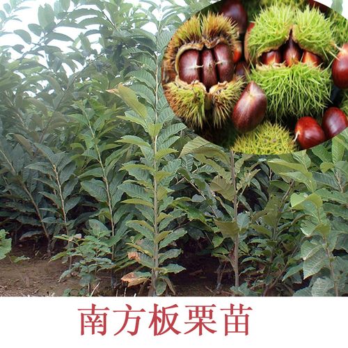 板栗树种植技术视频(板栗树苗种植技术视频)