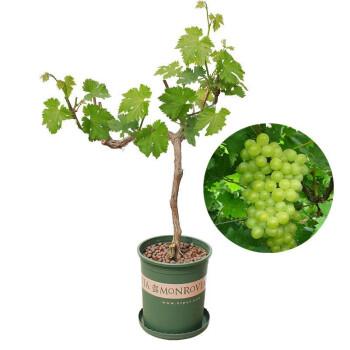 盆栽葡萄的种植技术