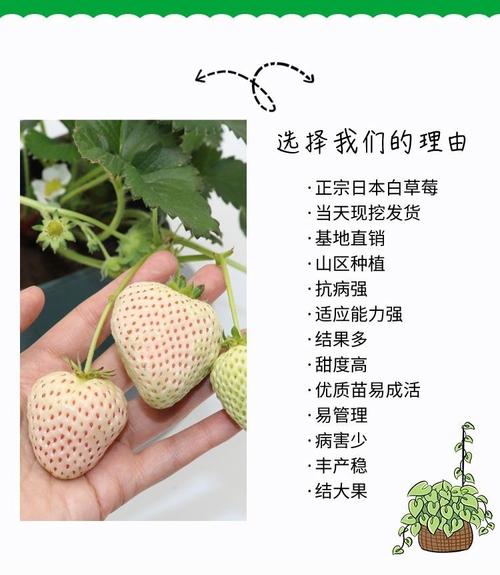 白草莓是日本培育的吗