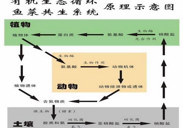 想在沈丘搞个鱼菜共生循环养植可以吗