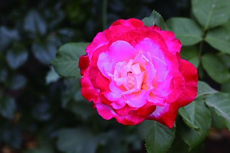 月季花的花语是啥(月季花的花语是什么)