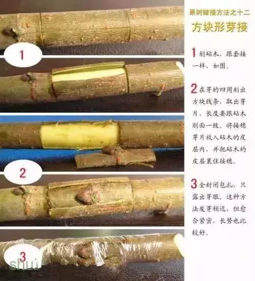 果树嫁接十二种技法(图解)(果树嫁接新方法视频)