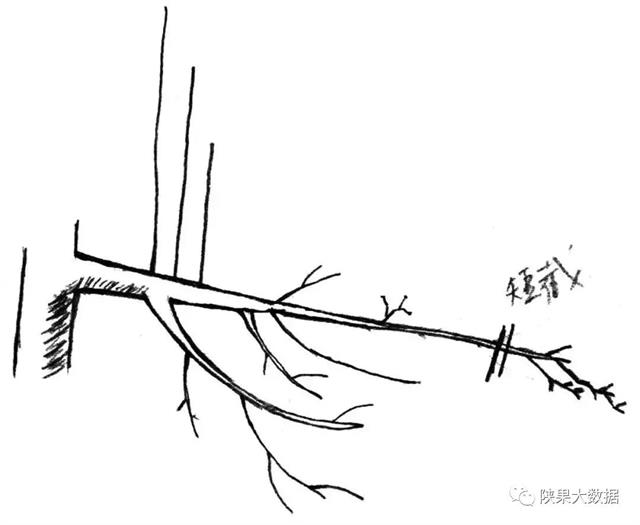 苹果树旺枝、壮枝、弱枝冬剪有招(猕猴桃冬剪技术视频)