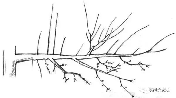 苹果树旺枝、壮枝、弱枝冬剪有招(猕猴桃冬剪技术视频)