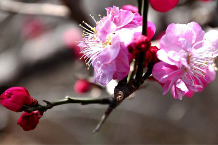 梅花什么时候开(梅花什么时候开花季节)