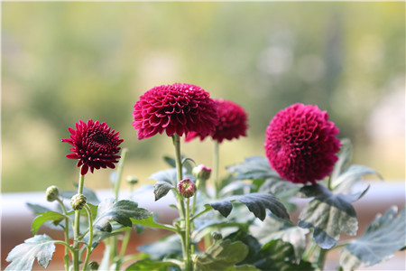 菊花分类(菊花分类及图片)