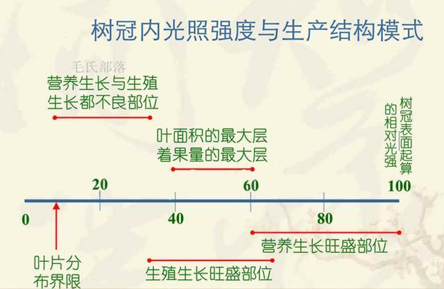 果树与光照的关系(苹果树和光照的关系)