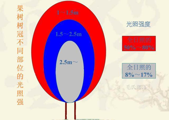 果树与光照的关系(苹果树和光照的关系)