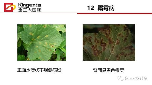 甜瓜植保简介(博洋9号甜瓜简介)