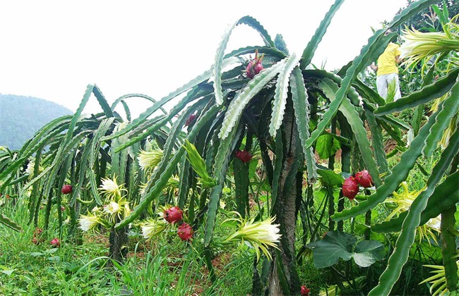 火龙果种植技术(火龙果的种植方法)