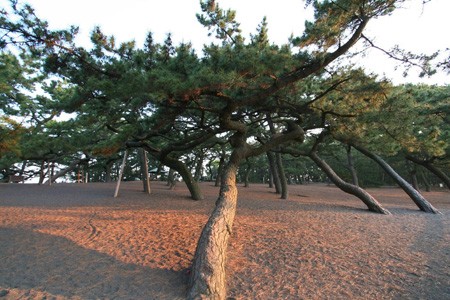 松树生长在什么地方(松树在哪里生长)