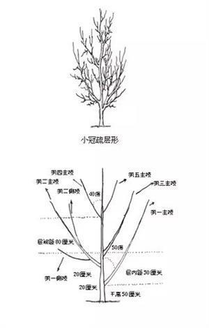 香玲核桃高产技术及科学管理(香玲核桃和其他品种有啥区别)