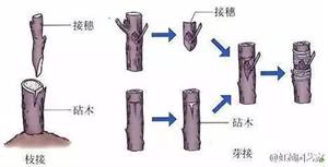 香玲核桃高产技术及科学管理(香玲核桃和其他品种有啥区别)