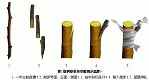 香玲核桃高产技术及科学管理(香玲核桃和其他品种有啥区别)