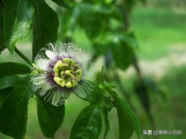 百香果开花坐不了果是什么原因(百香果开花结不了果怎么办)