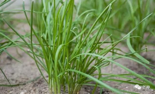 韭菜种植技术(韭菜种植技术要点)