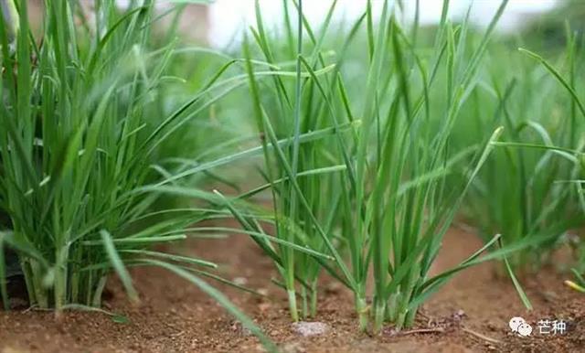 韭菜种植技术(韭菜种植技术要点)