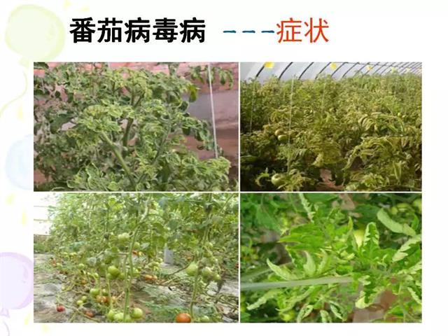 番茄病虫害图解及防治方法(番茄病虫害图片与防治方法)