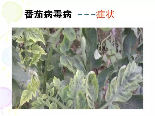 番茄病虫害图解及防治方法(番茄病虫害图片与防治方法)