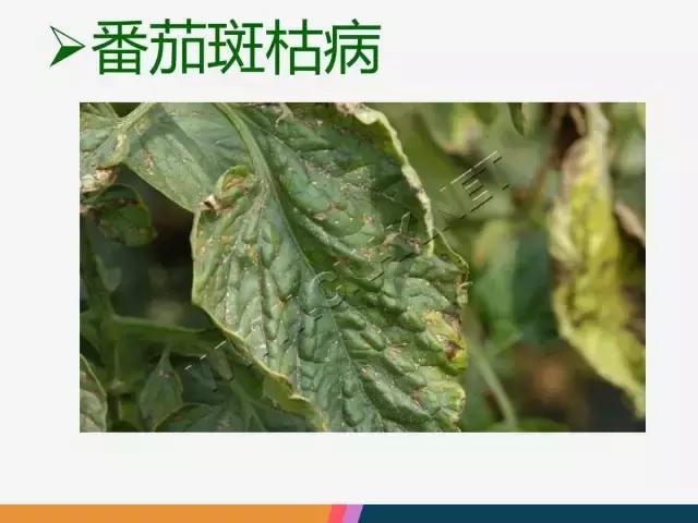 西红柿“十四大”病害症状和解决方案