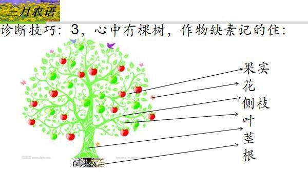 中微量元素的缺素诊断(微量元素缺乏诊断)