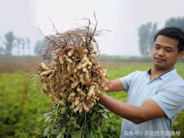 花生的一生生长周期(花生一生生长的过程)