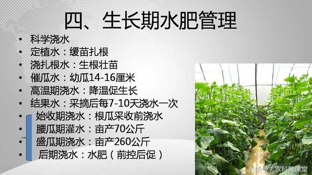 黄瓜栽培管理技术——专题讲座