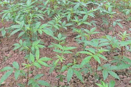 花椒种子怎么种植(花椒种子的种植方法及时间)