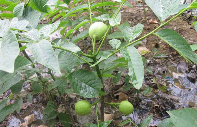 核桃树苗几年挂果(核桃树苗多长时间结核桃)