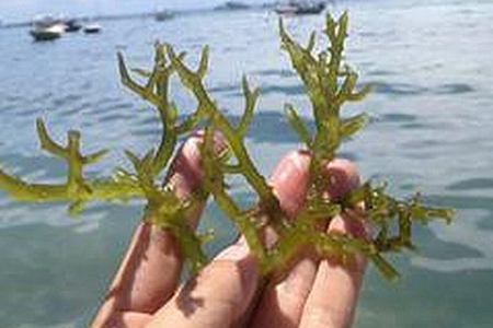 石花菜生长在哪里(石花菜是生长在海里的吗)