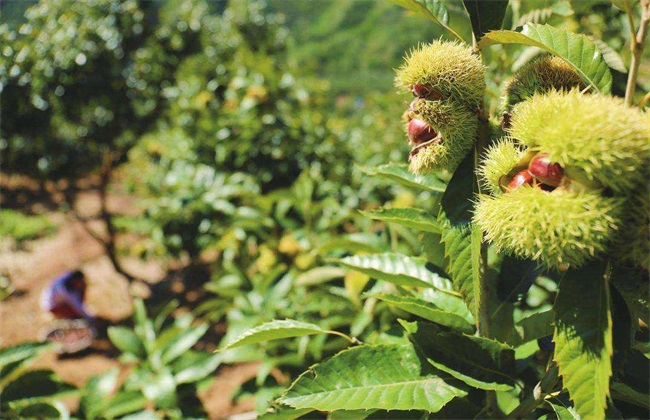 板栗树种植技术方法技巧(板栗树种植管理技术)