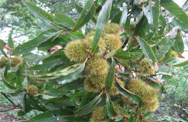 锥栗的种植办法(锥栗的种植技术)