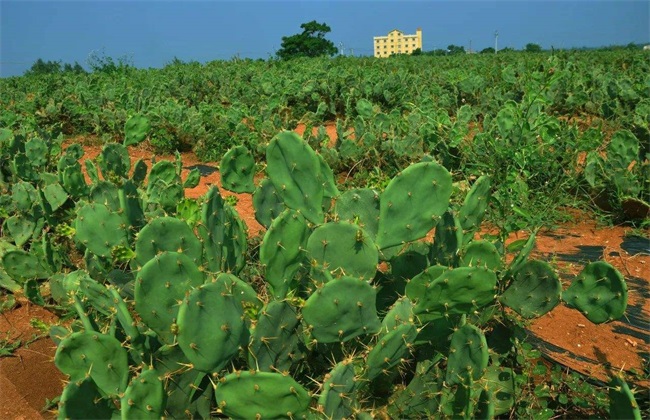 仙人掌果的种植办法(仙人掌果怎么种植啊)