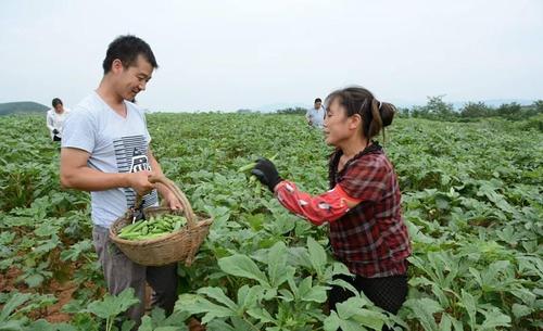 农民种植10亩蔬菜,用时100天,净赚42万!