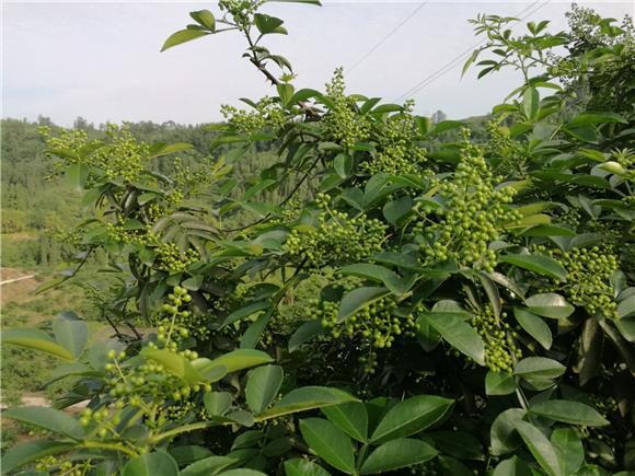 重庆花椒种植面积