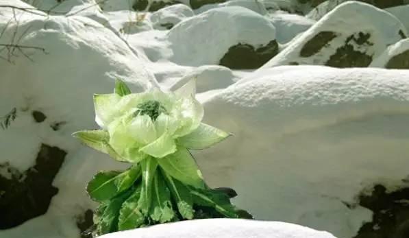 天山雪莲花怎么种