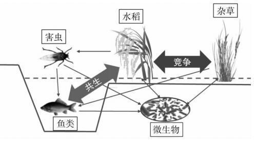 稻鱼共生系统