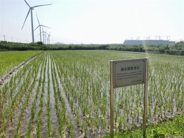 海水稻种植视频