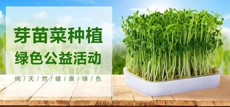 芽苗菜无公害栽培技术