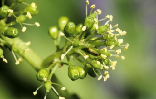 葡萄开花期如何管理