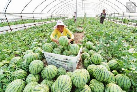 西瓜大棚栽培技术要点