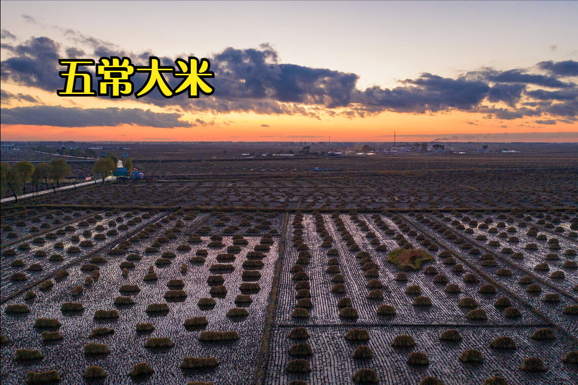 东北种植大米的有利条件(东北大米机械化种植)