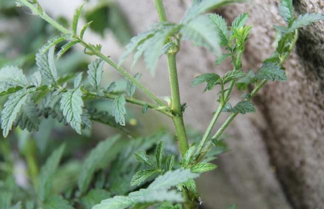 仙鹤草种植技术及效益