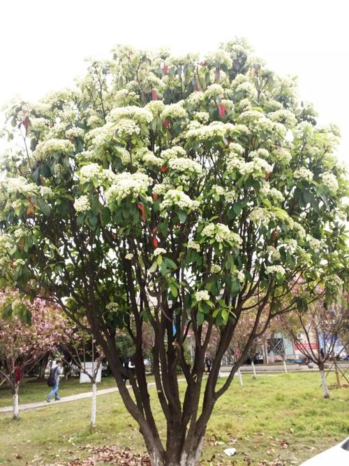 石楠花的种植方法和技术