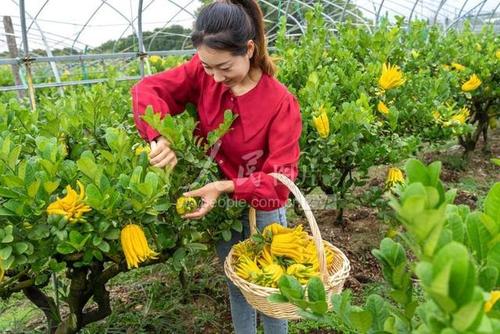 佛手柑种植技术