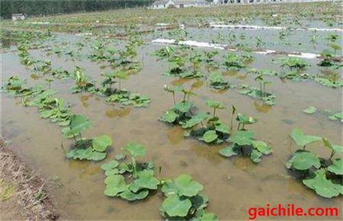 莲藕无土种植技术